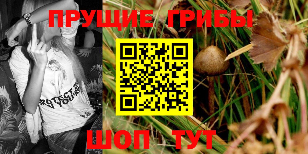 Балашов  Галлюциногенные грибы Psilocybine cubensis  Вход с VPN 